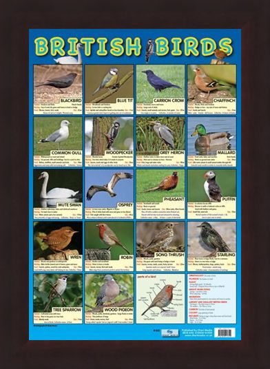 Framed Framed British Birds - Native British Birds